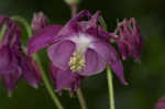 European columbine